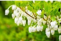 狭い庭や玄関先がおしゃれに！小さめ低木《ドウダンツツジの仲間たち》3種。魅力や育て方も紹介します〈シンボルツリーにも〉