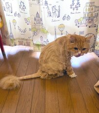 【おしっぽに注目】夏支度はバッチリ！サマーカット後のスッキリした猫ちゃんの姿に「すごい」の声