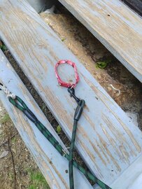 「飼育しているヤギ」が首輪から抜け出す　飼い主を発見して駆け寄り「すねを噛む姿」がかわいい