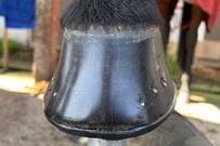 【美しすぎる】装蹄師が磨いた馬の蹄に約1万いいね　ツヤツヤ光り輝く様子に驚いてしまう