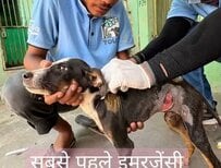 「一刻の猶予もなかった」大けがを負った子犬の緊急手術、回復した姿に反響