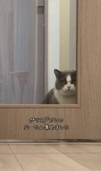  「どのシーンもかわいすぎ！」ガラス戸の向こう側にいる猫ちゃんがSNSユーザーに話題