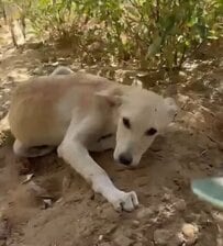 「殺鼠剤」による中毒を起こしていた子犬を救助 集中治療を受ける姿に「早く元気になって」