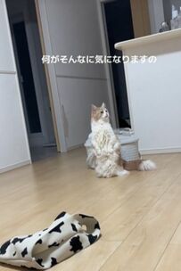 「何がそんなに気になるの」仁王立ちで辺りを見回す猫に釘付け！