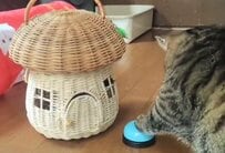 【種族を超えた友情】猫がベルを鳴らすと…→息ぴったりなカメの行動に思わず二度見