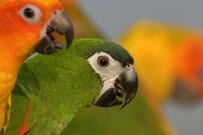 自宅のケージでくつろぐ「インコたち」に衝撃　満員電車のような状況に思わず笑ってしまう