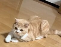 「自分が猫であることを忘れた猫」が話題に…　予想外の行動に「本当に猫なの？」