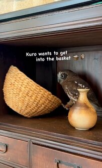 どうしてもカゴに入りたいフクロウさん　考えた末ひらめいた方法があまりにも可愛い