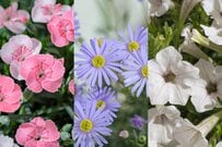 玄関先にも飾りやすい！春から〈まとまりよく長く咲く花〉3つ。コンパクトサイズでも楽しめるがうれしい！