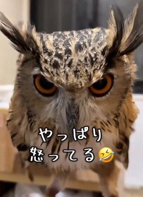 【激おこなフクロウ】帰宅した飼い主さんにぷんぷんな理由は？「好きの裏返し」が表す家族愛にほっこり