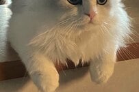 妻に内緒のヘソクリを目撃した猫、圧倒的な目力を見せ2万いいね