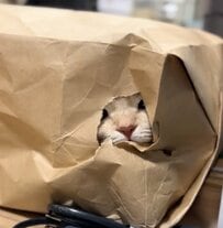 「破壊力あるw」袋に入った猫→飼い主が指を出すと…思わずビックリする反応が反響！