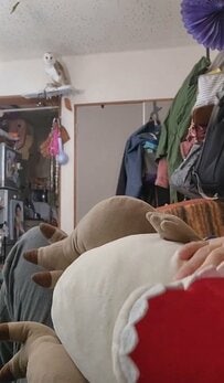 恐竜のぬいぐるみをナデナデする飼い主さんを見て……→フクロウさんの衝撃の行動に思わず二度見