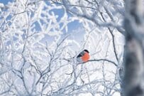 障害年金3級、最低保障「約62万円」年金額！どんな人がもらえる？「3万件以上が新規裁定」精神障害の5割・循環器疾患の9割近く「3級」