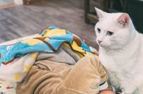 「泣いちゃう」男の子に寄り添う猫「早く良くなってね」が伝わる行動に4000いいね