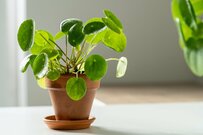 【ガーデニング】玄関やコンパクトスペースに！清涼感あふれる〈観葉植物8選〉