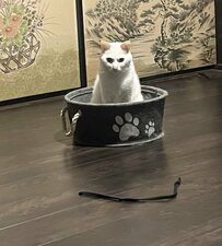 猫ちゃんの「おもちゃを振れ」要望にこたえた結果…まさかの展開に爆笑！