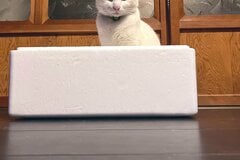 畑仕事用の箱に入る猫さん　力強い眼差しで佇む姿が注目浴びる