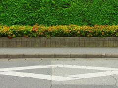 道端で目撃した「アヒルの親子」　応援したくなる光景に「可愛くてホッコリ」「お母さん偉い」
