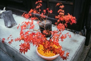 ガーデニング】庭やベランダにも紅葉を。色づく赤がオシャレな植物・6