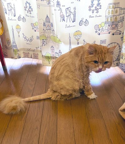 夏支度バッチリの猫ちゃん