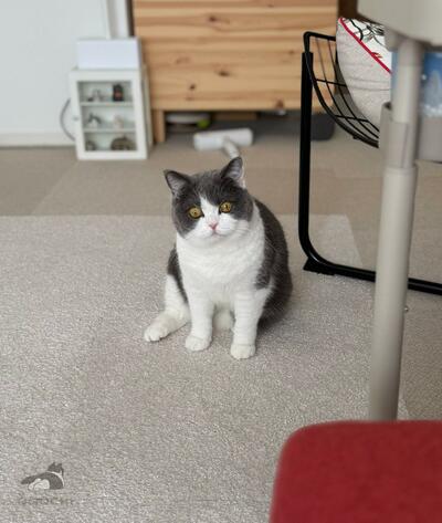 かわいいお顔でこちらを見ています