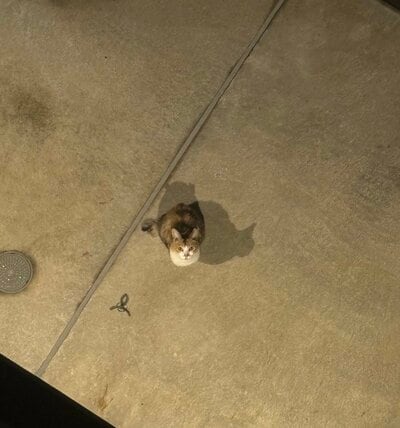 じっと見上げていたのは、猫！
