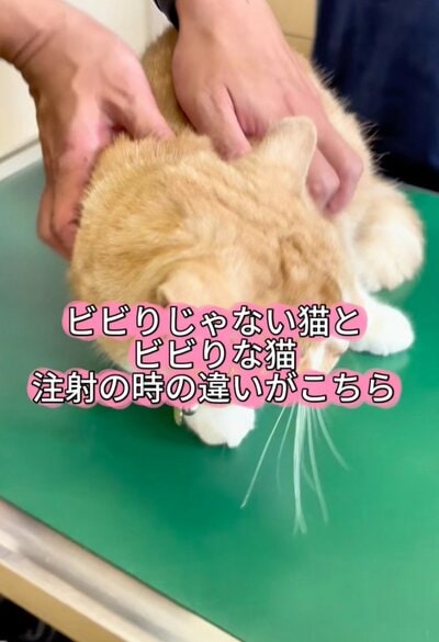 投稿の画像