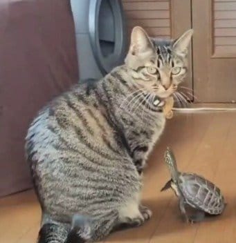 普段から仲良しな猫の小雪ちゃんと亀の軍曹くん