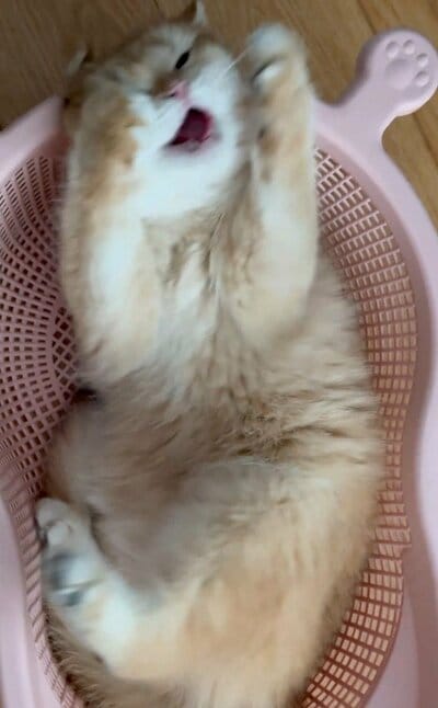 無邪気な姿がかわいすぎる