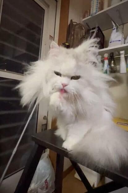 猫　毛づくろい 64 猫 毛づくろい Stock Photos, High-Res Pictures, and Images