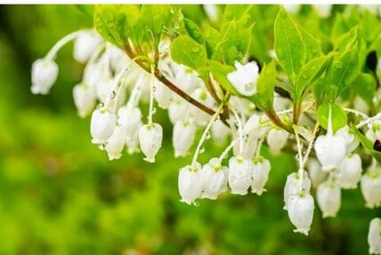 狭い庭や玄関先がおしゃれに！小さめ低木《ドウダンツツジの仲間たち》3種。魅力や育て方も紹介します〈シンボルツリーにも〉