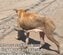 【保護犬】皮膚病を恐れて餌を与えられず飢えに苦しむ犬を保護 治療も餌も与えられ新たな生活が始まる