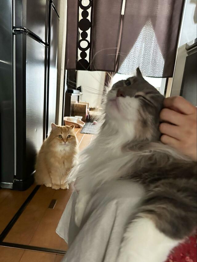 「大好きなママ」を同居猫にとられた猫　わかりやすすぎるリアクションに笑ってしまう