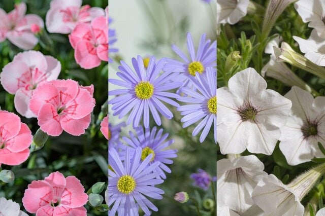 玄関先にも飾りやすい！春から〈まとまりよく長く咲く花〉3つ。コンパクトサイズでも楽しめるがうれしい！