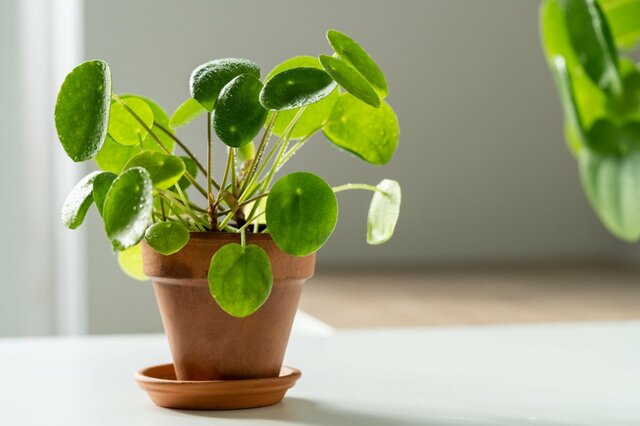【ガーデニング】玄関やコンパクトスペースに！清涼感あふれる〈観葉植物8選〉