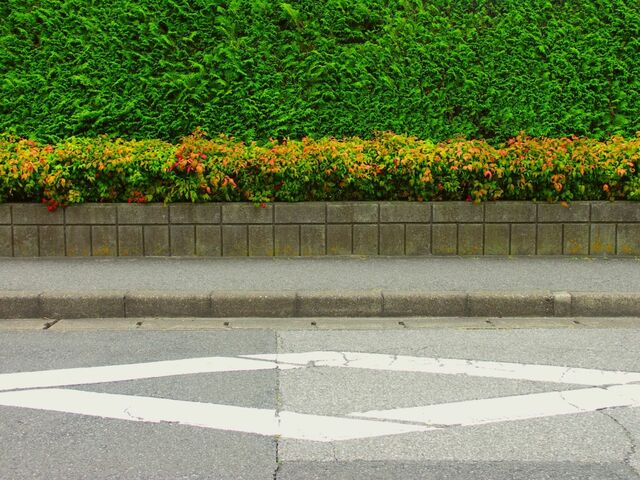 道端で目撃した「アヒルの親子」　応援したくなる光景に「可愛くてホッコリ」「お母さん偉い」