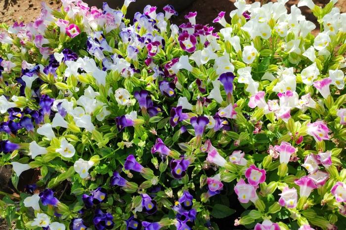 トレニアの花が咲いている。花の色は白、ピンク、青紫。