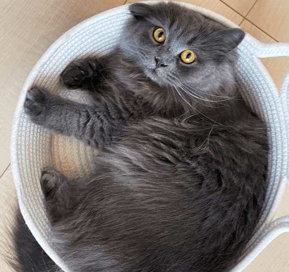 円型のため猫が丸まりやすく、身体の熱を逃がさずにぐっすりと寝られます