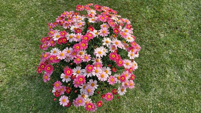 1株だけなのに、まるで「寄せ植え」のよう！花色が変化する〈マーガレット〉が素敵すぎる。狭い玄関やベランダも1鉢で華やか