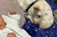 父親のように「子供と過ごす紀州犬」　あまりにも頼もしい背中に泣いてしまう…