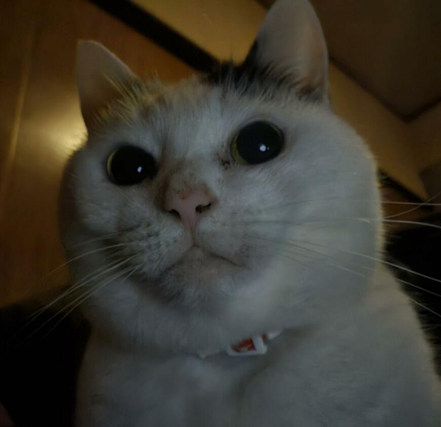 布団に入ると…猫がとった「まさかの行動」がかわいすぎる