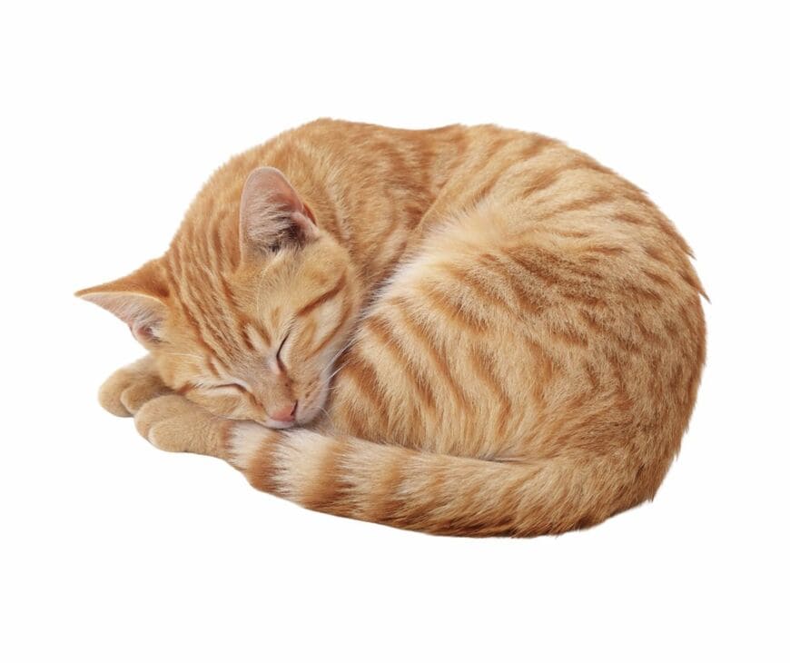 寝相がとっても自由な猫に注目集まる　飼い主の上で寝る幸せそうな姿に「これはご褒美」「猫的に絶大な信頼」