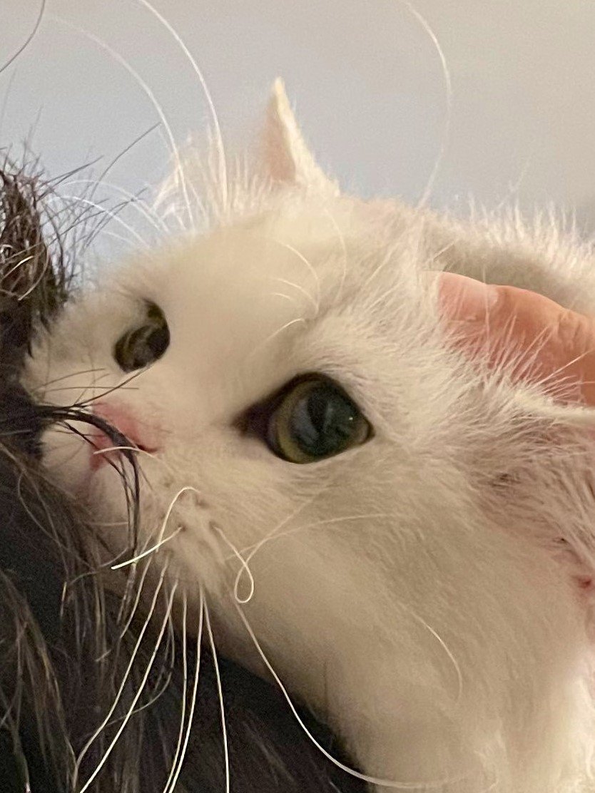 出所：@NEKOLAND13