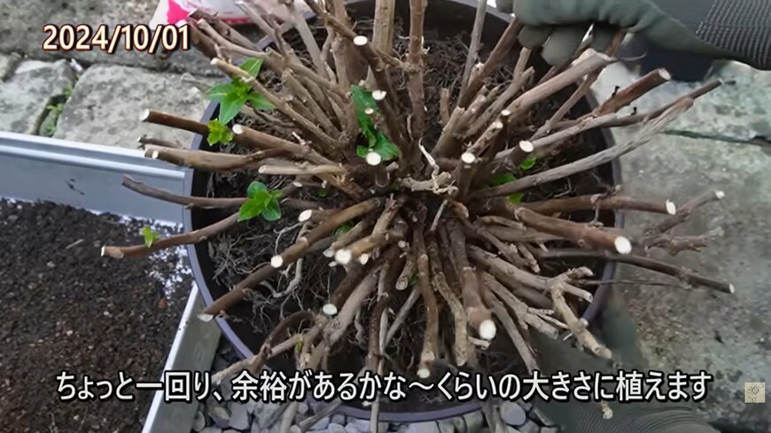 出所：@ohanachannel30