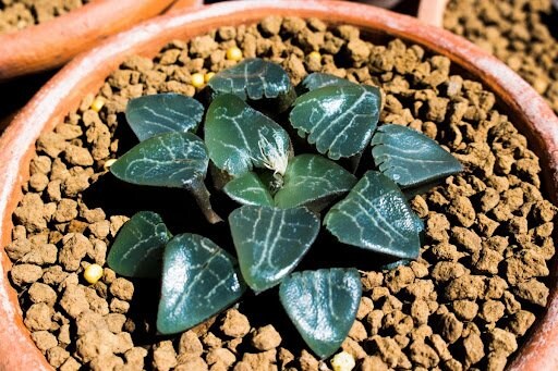 S.Aungkutranon/shutterstock.com