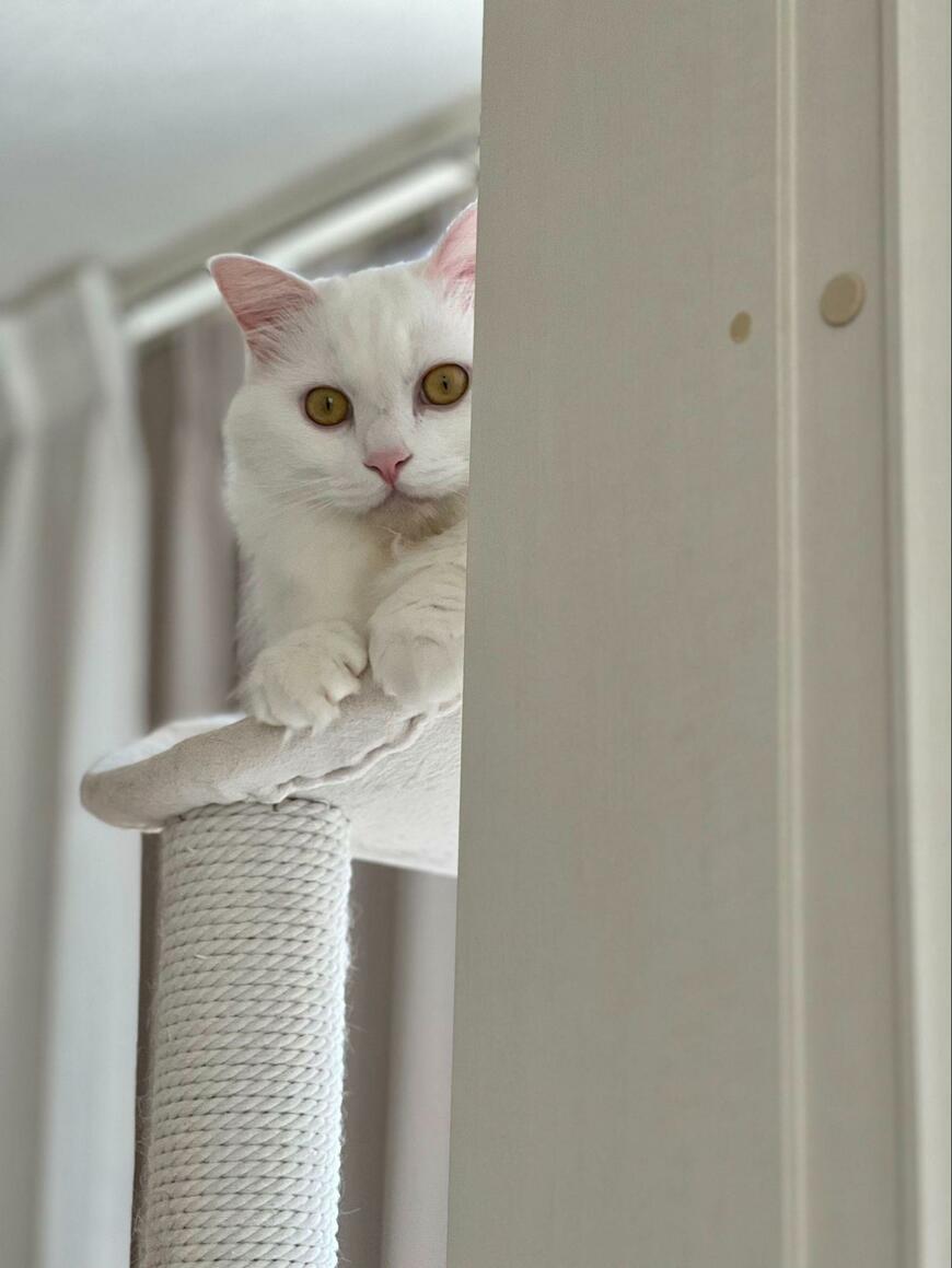 出所：@meltube_cat