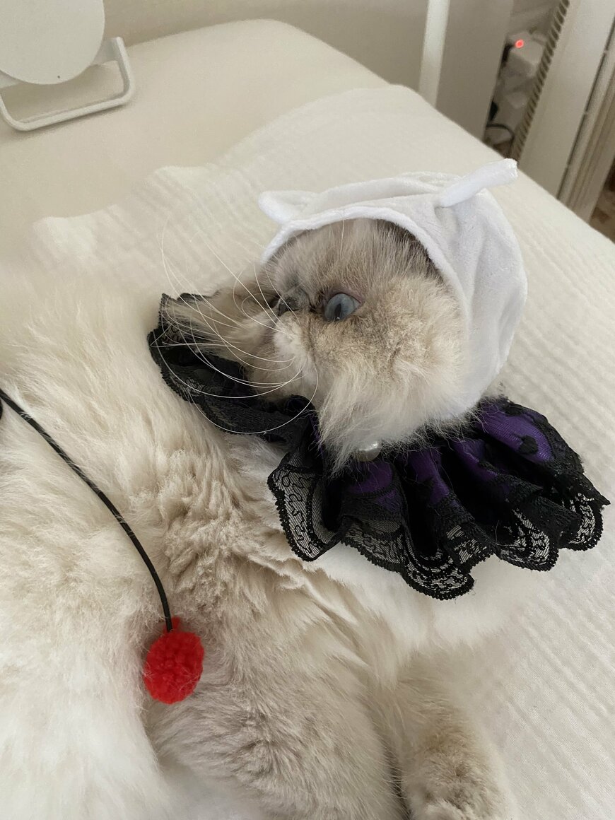 全部のせ…。意外と猫も楽しんでくれていたようです。何より飼い主が楽しめました。