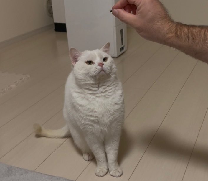 出所：@wataneko_tsuki