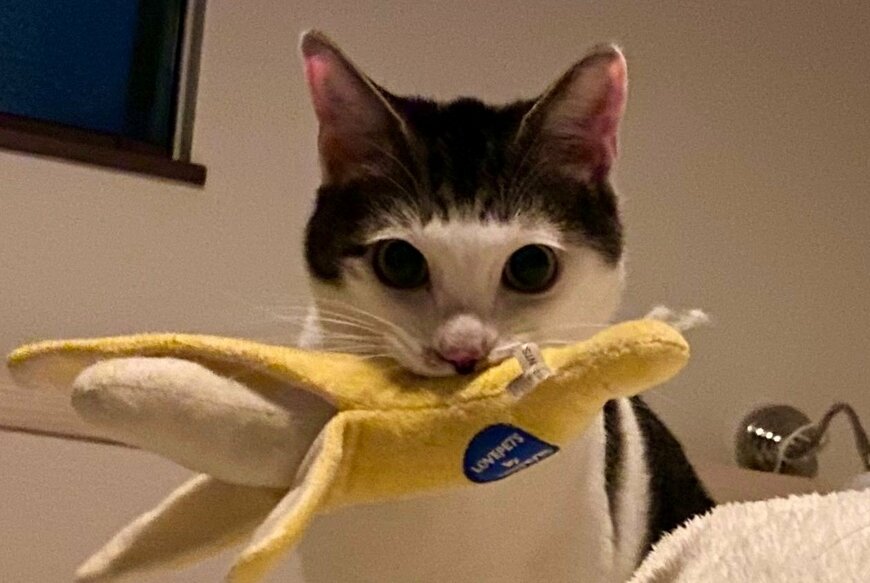 出所：@Saeroyi_cat